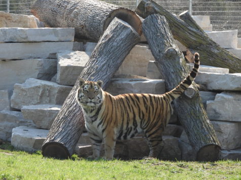 Fond du Lac Outcropping Zoo